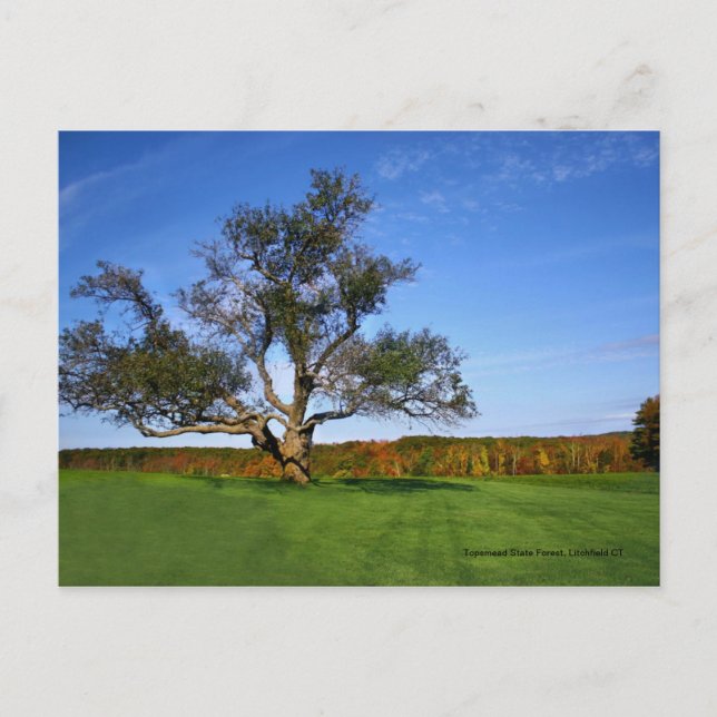 Carte Postale Topsmead State Forest (Devant)