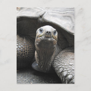 Carte postale Tortoise
