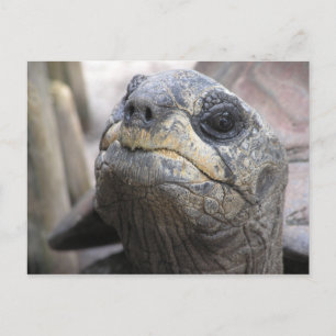 Carte postale Tortoise