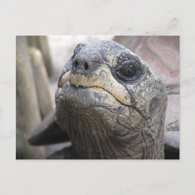 Carte postale Tortoise (Devant)