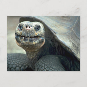 Carte Postale Tortoise des Galapagos
