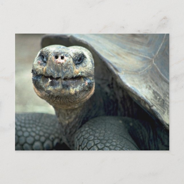 Carte Postale Tortoise des Galapagos (Devant)