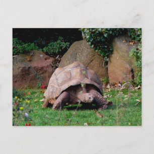 Carte Postale Tortoise géante