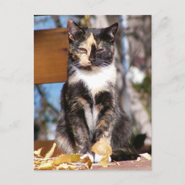 Carte Postale Tortoise Shell kitten 1 (Devant)