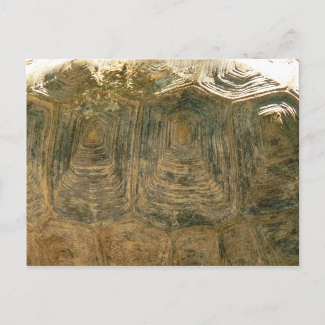 Carte Postale Tortoise Shell Nature Photo (Devant)