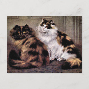 Carte Postale Tortoiseshell
