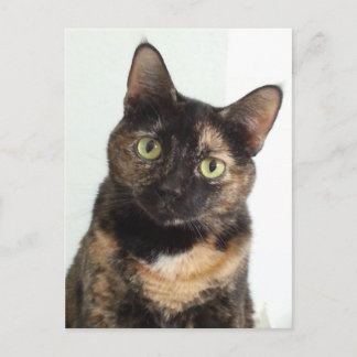 Carte Postale Tortoiseshell