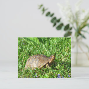 Carte Postale Tortue