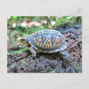 Carte Postale Tortue