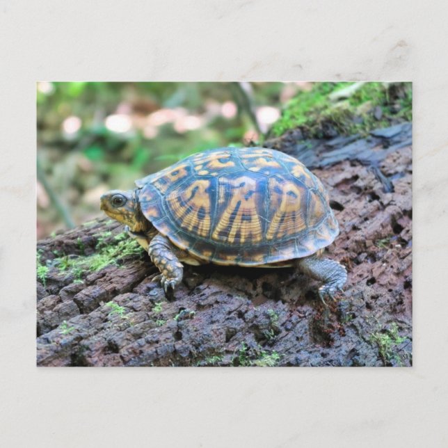 Carte Postale Tortue (Devant)