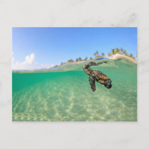 Carte Postale Tortue
