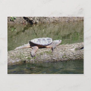 Carte Postale Tortue