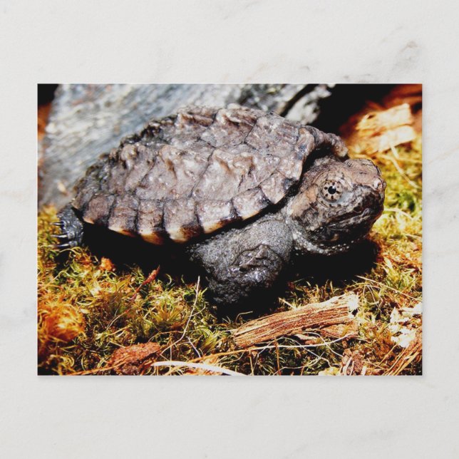 Carte Postale Tortue (Devant)