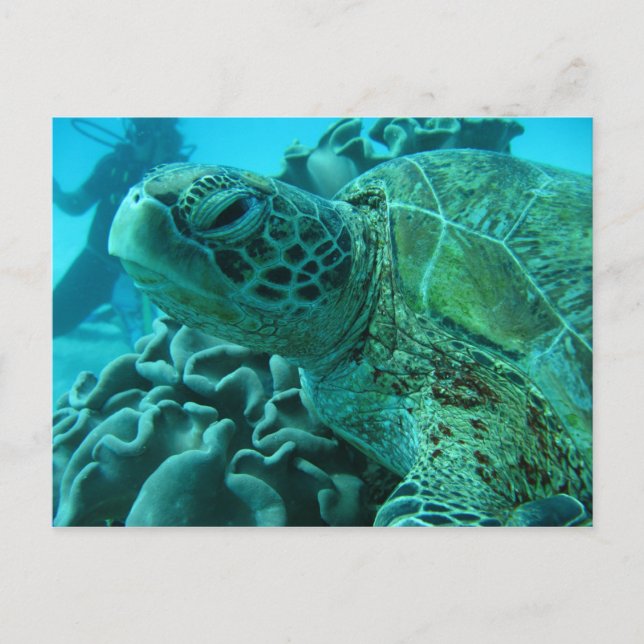 Carte Postale Tortue (Devant)
