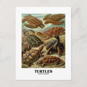 Carte Postale Tortue (7 Tortues Différentes Artformes De Nature)