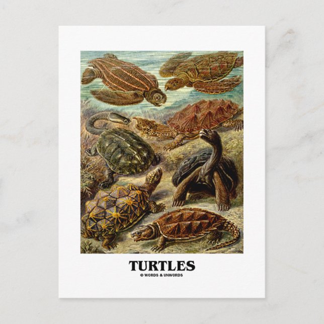 Carte Postale Tortue (7 Tortues Différentes Artformes De Nature) (Devant)