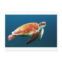 tortue-863