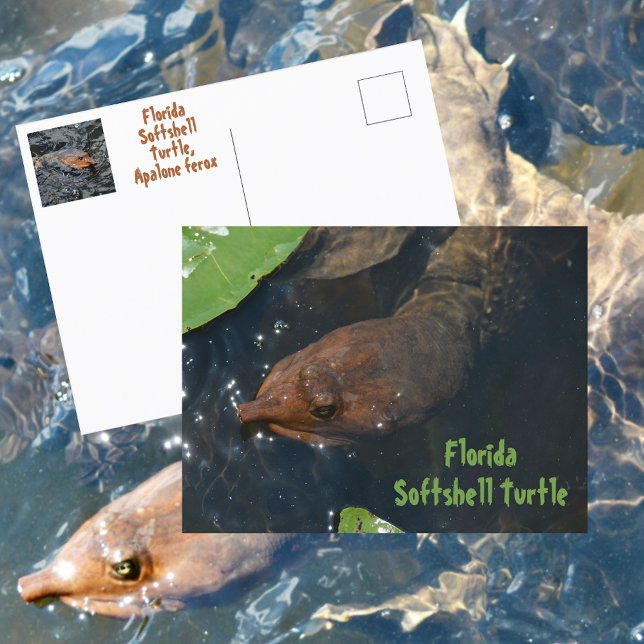 Carte Postale Tortue à carapace molle de Floride Photographie Fa (Créateur téléchargé)