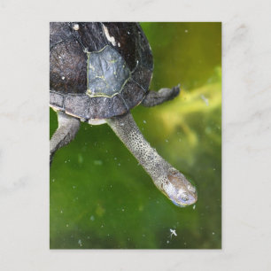 Carte Postale Tortue à col serré