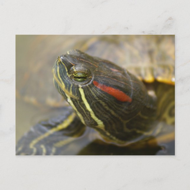Carte Postale Tortue à glissière rouge (Devant)