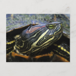 Carte Postale Tortue à oreilles rouges, Trachemys scripta elegan