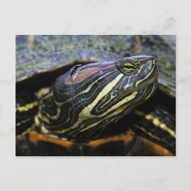 Carte Postale Tortue à oreilles rouges, Trachemys scripta elegan (Devant)