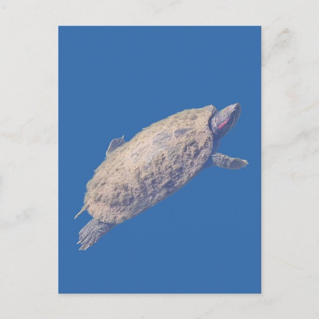 Carte Postale Tortue à tempes rouges (Devant)