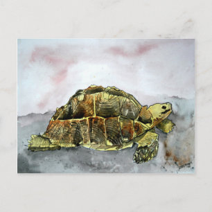 carte postale tortue africaine carte postale carte