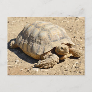 Carte Postale Tortue aiguillée africaine au sol