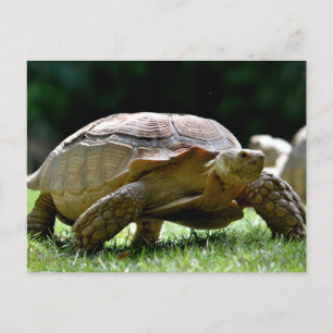 Carte Postale Tortue aiguillée africaine marchant sur l'herbe