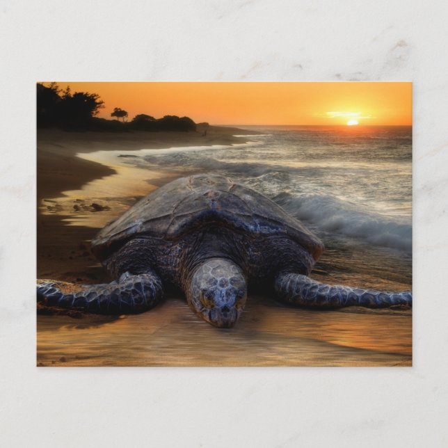 Carte Postale Tortue au coucher du soleil (Devant)