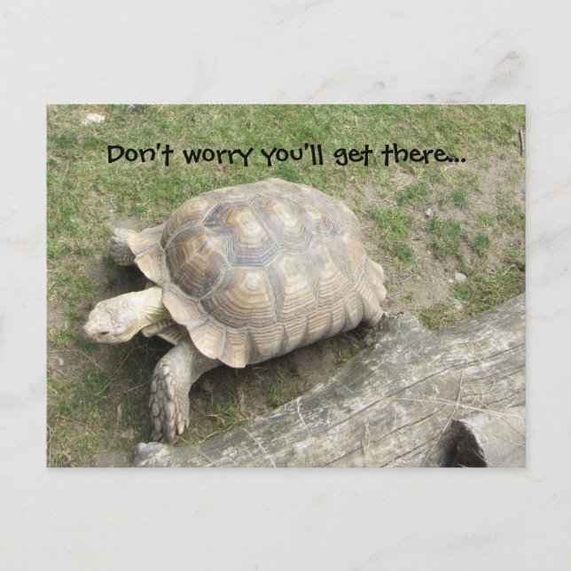 Carte Postale Tortue avec citation (Devant)