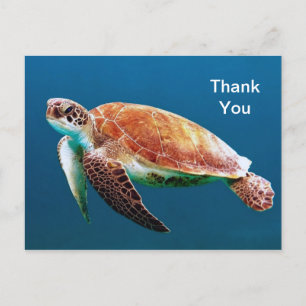 Carte Postale Tortue Bleue Eau Mer Photo Merci