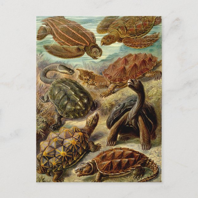 Carte Postale Tortue (Chelonia) par Haeckel (Devant)