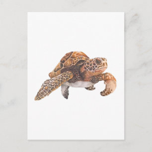 Carte Postale Tortue Copie Copie Copie Copie Copie Copie Copie C