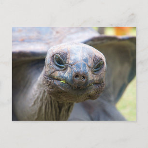 Carte Postale Tortue curieuse