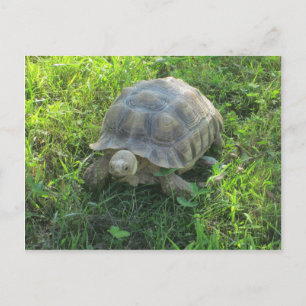 Carte Postale Tortue dans l'herbe