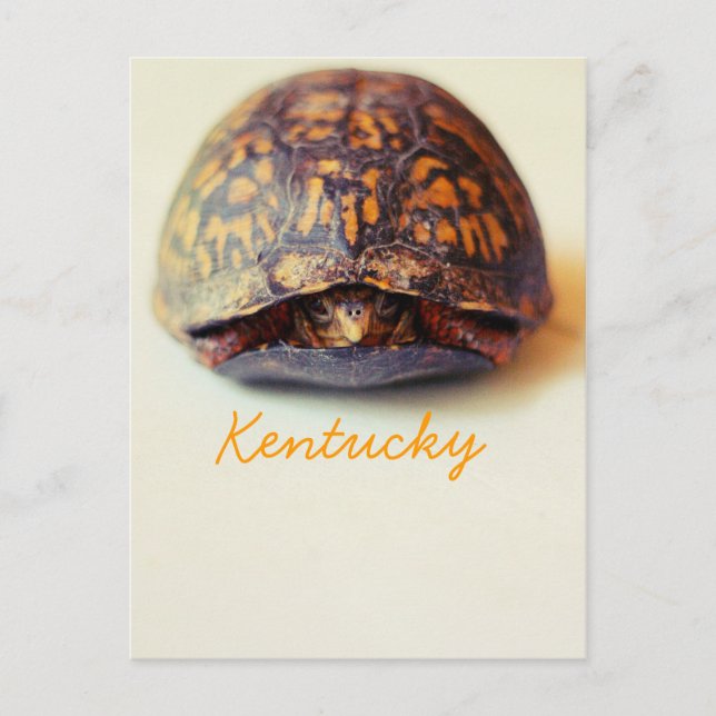 Carte Postale Tortue de JerseyFawn (Devant)