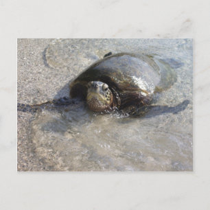 Carte Postale Tortue De La Mer Verte Hawaïenne Nager Sur La Plag