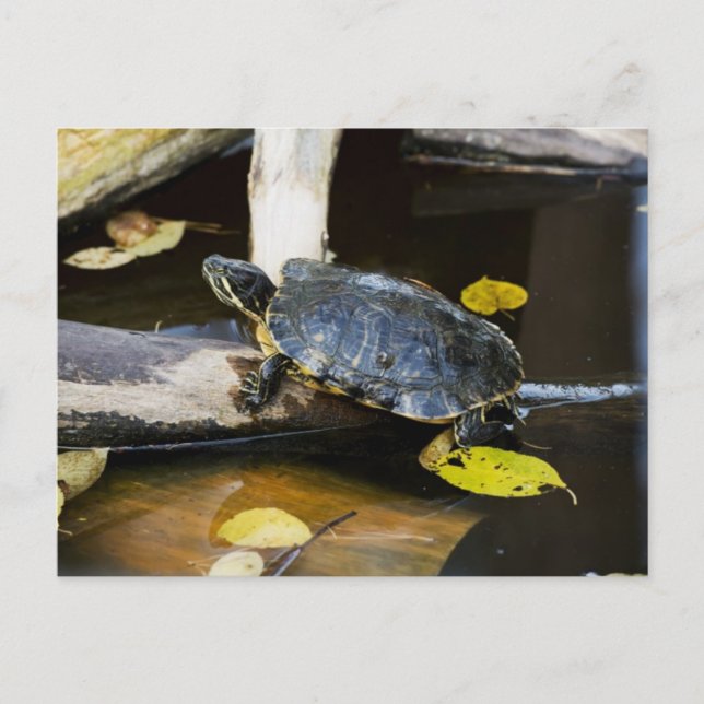 Carte Postale Tortue de l'étang dans la nature (Devant)