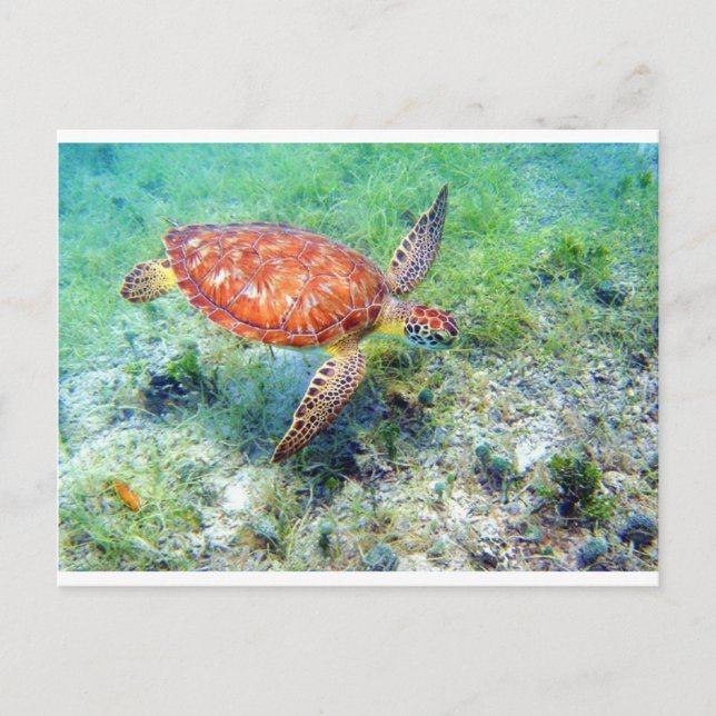 Carte Postale tortue de mer (Devant)