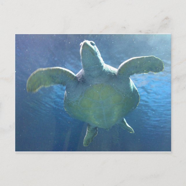 Carte Postale Tortue de mer (Devant)