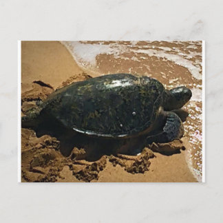 Carte Postale Tortue de mer