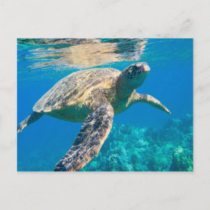 Carte Postale Tortue de mer