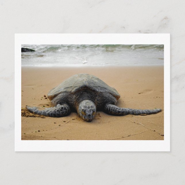 Carte Postale Tortue de mer (Devant)