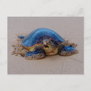 Carte Postale Tortue de mer