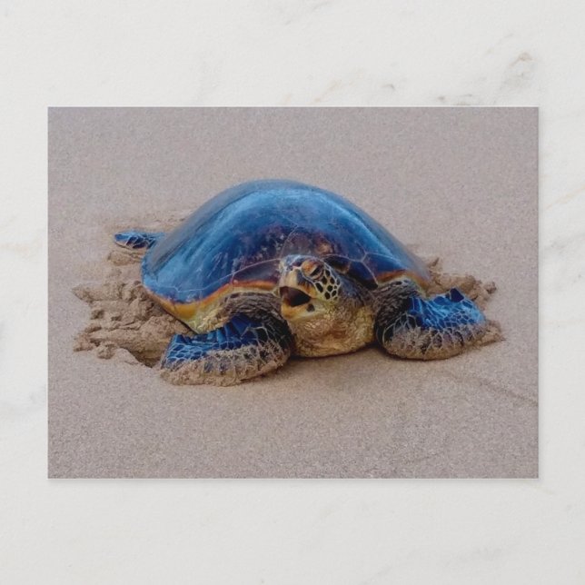 Carte Postale Tortue de mer (Devant)