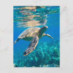 Idees Cadeaux Sur Le Theme De La Tortue Zazzle Fr