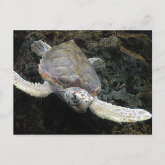 Carte Postale Tortue de mer