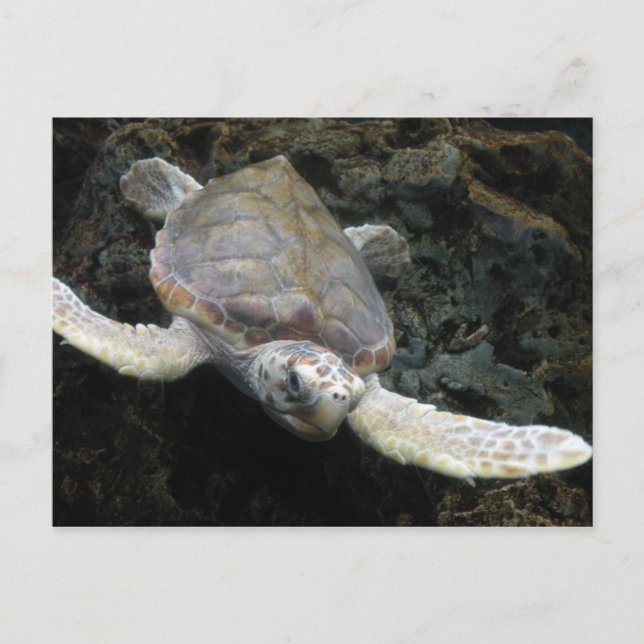 Carte Postale Tortue de mer (Devant)